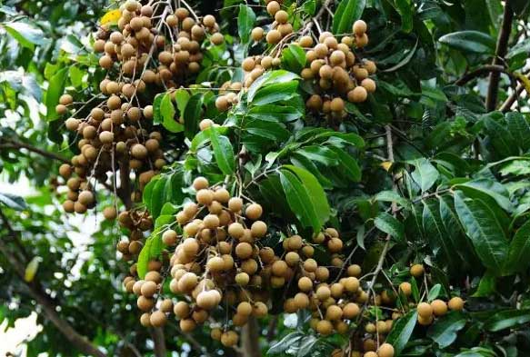 广州民俗博物馆10501