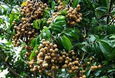 广州民俗博物馆百年龙眼树有什么好看的