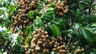 广州民俗博物馆百年龙眼树有什么好看的 广州民俗博物馆百年龙眼树有什么好看的