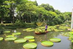 三水荷花世界：睡莲区