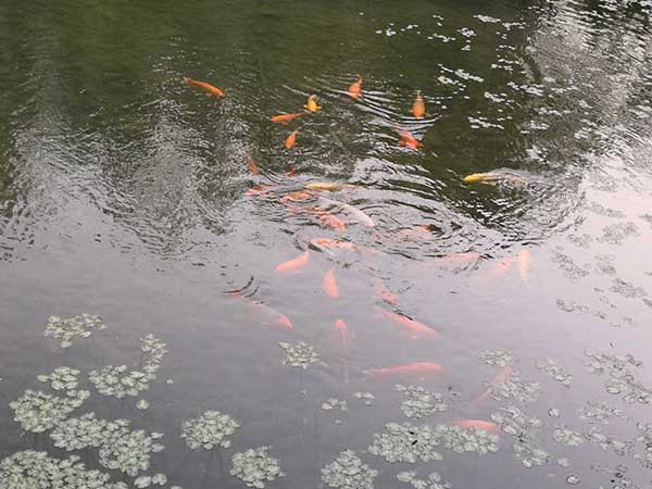 北京奥林匹克公园听泉轩 北京奥林匹克公园听泉轩