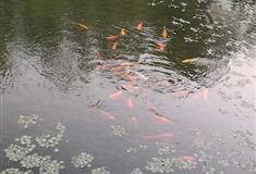 北京奥林匹克公园听泉轩有什么好看的