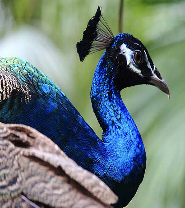 长隆野生动物世界10506