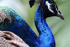 长隆野生动物世界蓝孔雀有什么好看的