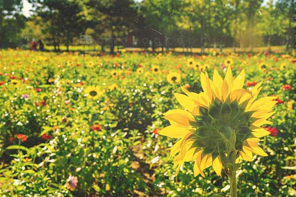 北京奥林匹克公园花田野趣
