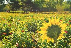 北京奥林匹克公园花田野趣有什么好看的