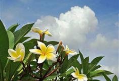 广州民俗博物馆百年鸡蛋花树有什么好看的