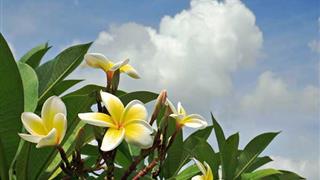 广州民俗博物馆百年鸡蛋花树有什么好看的 广州民俗博物馆百年鸡蛋花树有什么好看的