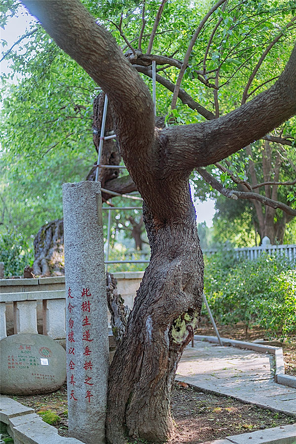 泉州开元寺桑莲古迹