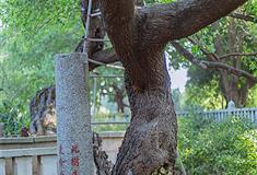 泉州开元寺桑莲古迹有什么好看的