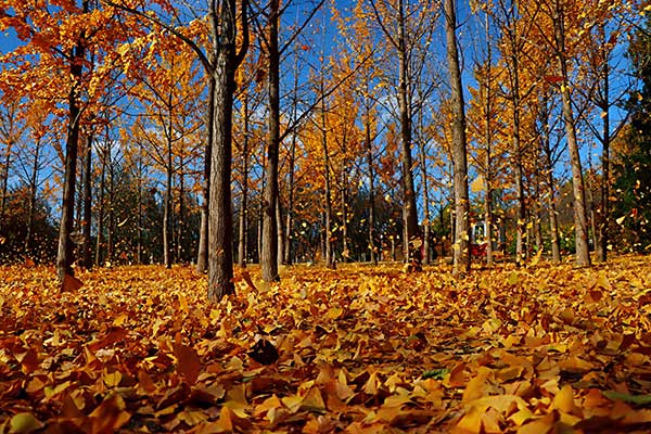 北京奥林匹克公园银杏叠金