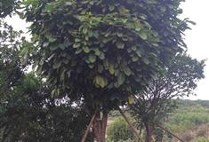 广州邓世昌纪念馆手植萍婆树有什么好看的