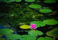 黄果树荷花池有什么好看的