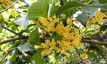 上海大观园10911