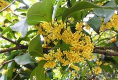 上海大观园桂花苑有什么好看的