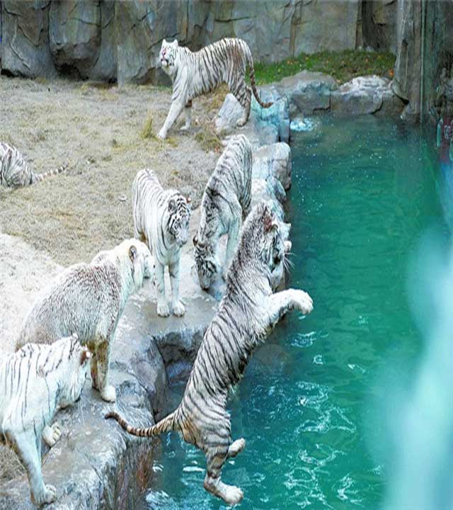 长隆野生动物世界白虎戏水园