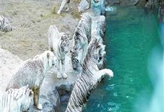 长隆野生动物世界白虎戏水园有什么好看的