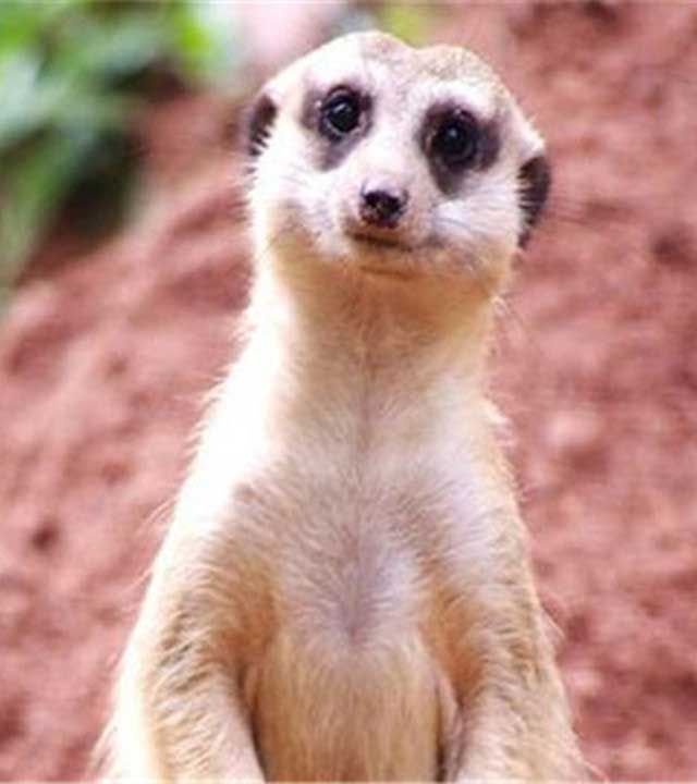 长隆野生动物世界獴哥荒漠