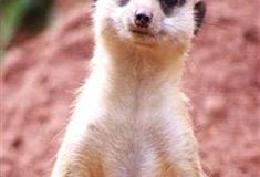 长隆野生动物世界獴哥荒漠有什么好看的