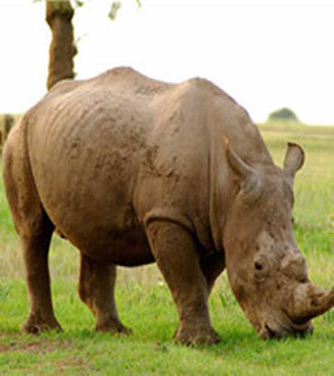 长隆野生动物世界10572