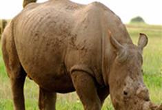 长隆野生动物世界白犀牛有什么好看的