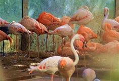 北京动物园火烈鸟馆有什么好看的