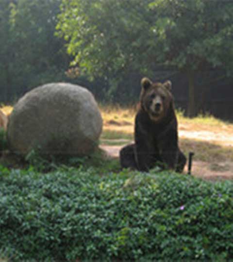长隆野生动物世界10571
