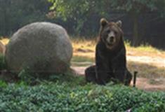 长隆野生动物世界棕熊有什么好看的