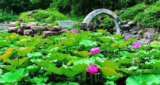 圆明园狮子林 圆明园狮子林