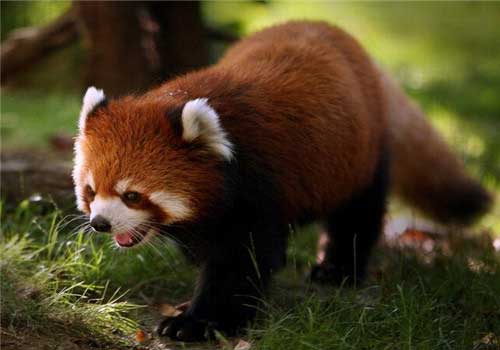 长隆野生动物世界小熊猫馆