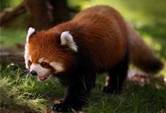 长隆野生动物世界小熊猫馆有什么好看的