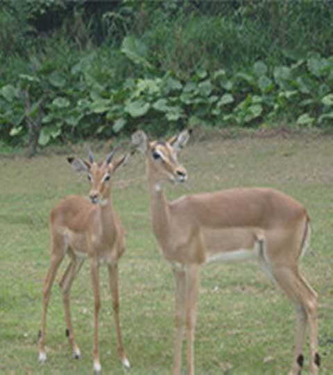长隆野生动物世界10574