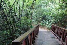 越秀公园竹林景区有什么好看的