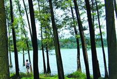 湛江湖光岩市长林有什么好看的