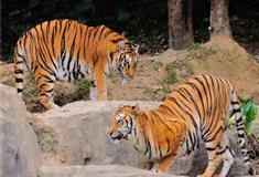 长隆野生动物世界华南虎有什么好看的