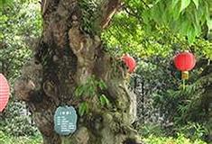 粤晖园许愿树有什么好看的