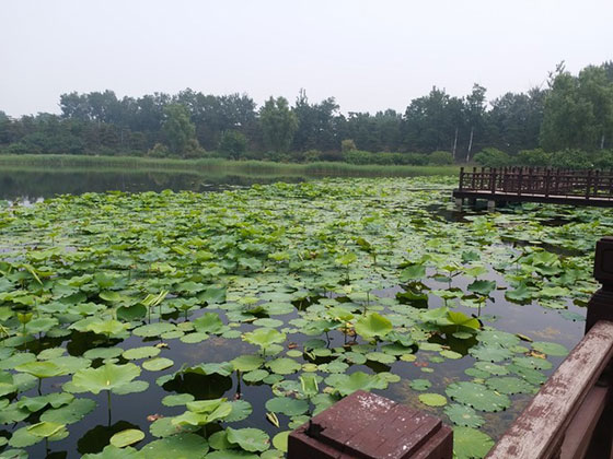 圆明园曲院风荷 圆明园曲院风荷