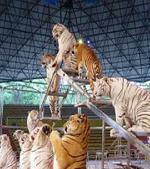 长隆野生动物世界亚洲动物剧场