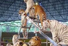 长隆野生动物世界亚洲动物剧场有什么好看的