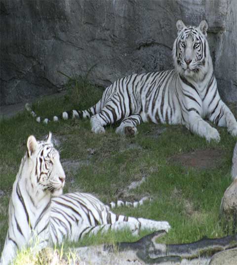 长隆野生动物世界白虎乘车游览区 长隆野生动物世界白虎乘车游览区