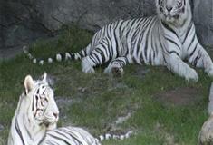 长隆野生动物世界白虎乘车游览区有什么好看的