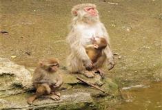 长隆野生动物世界阿拉伯狒狒有什么好看的