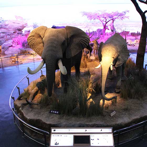 深圳世界之窗非洲象