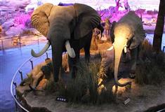 深圳世界之窗的非洲象有什么好看的