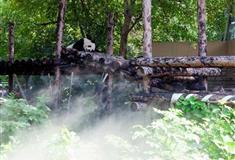 北京动物园大熊猫馆有什么好看的