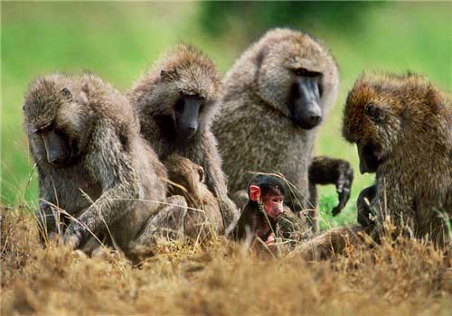 长隆野生动物世界狒狒岛