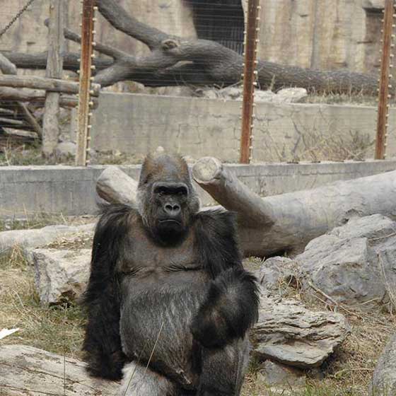 北京动物园11348