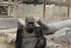 北京动物园猩猩馆有什么好看的