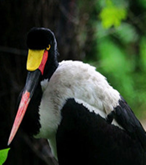 长隆野生动物世界10585