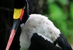 长隆野生动物世界黑颈鹤有什么好看的